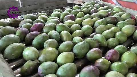 ESHET EILON - MANGO GRADING LINE - ESHET EILON