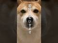 肌寒いこの時期にピッタリな秋のお散歩コーデ　#柴犬 #犬