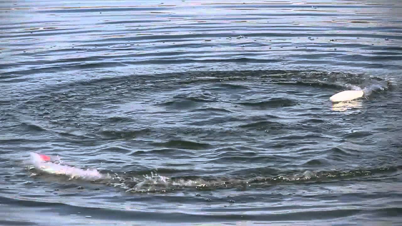 RC Boat | STRX-9 RTR Remote Control Electric Boat  STEERIX, VENOM, ATOMIK