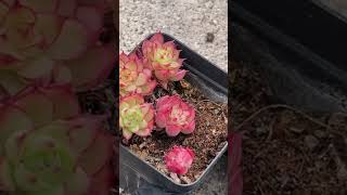 Succulent Care for Newly Purchased Plants 🌵 | Easy First-Week Tips for Success
