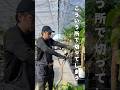 【2026年版】全部見せ!ウンベラータの剪定 総集編