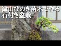 津山ひのき苗木でつくる石付き盆栽