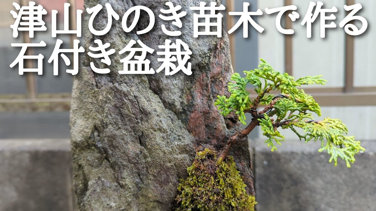 Creating Rock-Attached Bonsai with Tsuyama Hinoki Seedlings - YouTube