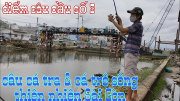 Câu cá tra & cá trê sông thiên nhiên Sài Gòn _điểm câu nhiều cá/sống và đam mê