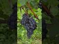 AZIENDA AGRICOLA MARRONE -  La Morra (CN) #vino #wine #winetasting #piemonte #langhe