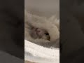 今日のゆのちゃん