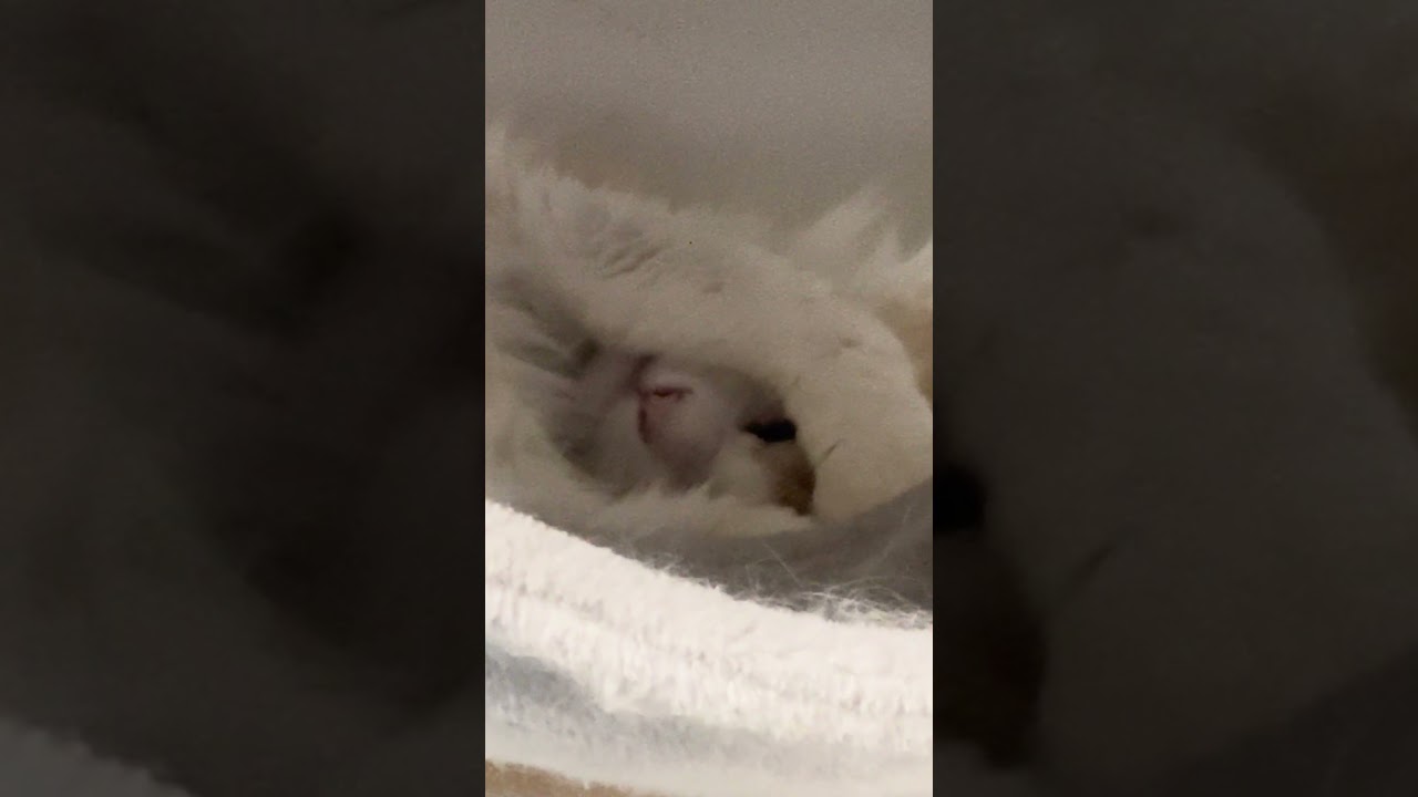 今日のゆのちゃん