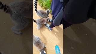 More Lemurs Licking Shoes