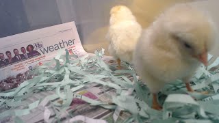 KMES Library Chick Cam