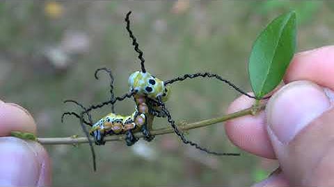 The INSANE Caterpillar of the Giant Tropical Owl Moth (Brahmaea hearseyi)