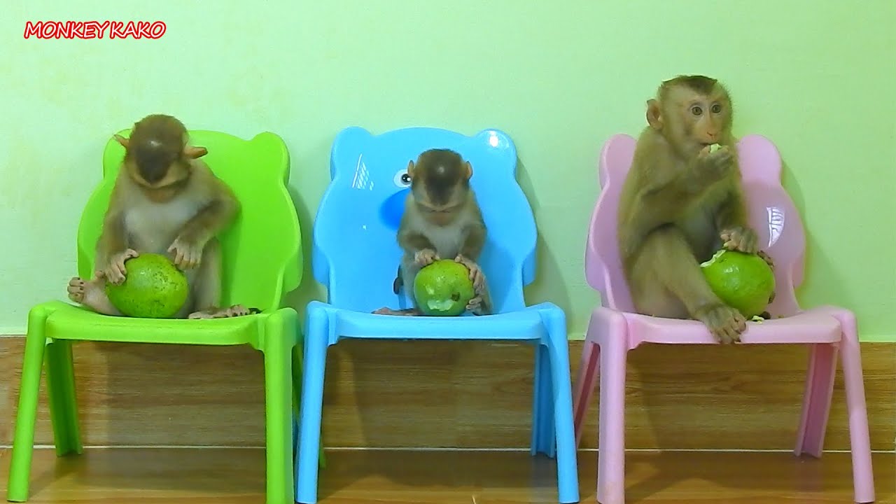 Brother Kako With Two Sister Luna And Tiny Nina Sitting On Chair Eat​ Guava Fruits