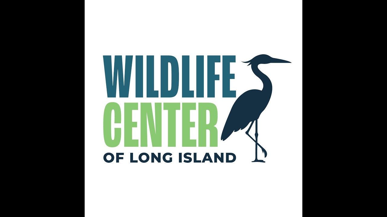 Lauren Schulz of the Wildlife Center of Long Island, from the interview
