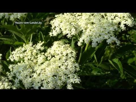 Video: Ernte und Verwendung von Holunderblüten: Warum Sie Holunderbeeren für ihre Blüten anbauen sollten