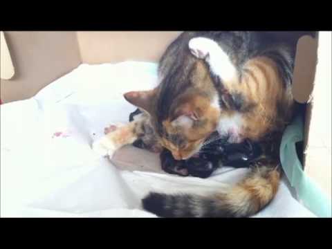 Video: Overproductie Van Rode Bloedcellen Bij Katten