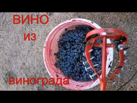 Вино из винограда Саперави Северный