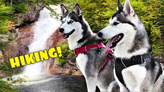 husky hiking