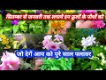 सितंबर से लेकर जनवरी तक लगने वाले 10 परमानेंट पौधे जो देगे पूरे साल भर फूल #trending #gardening