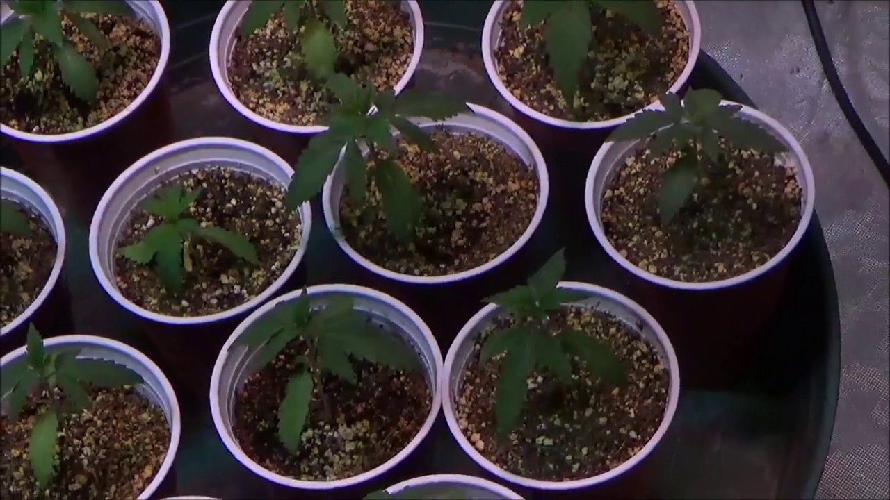 Cannabis Garden Update #54. BTYOG X Spartan Kush,  How to manage a cannabis garden