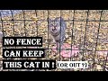 This Cat Climbs Fences And Walks On Rope To See His Best Friend!