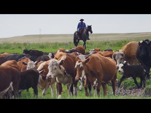 Por que os produtos de carne bovina e de cordeiro do Uruguai são populares no mercado chinês? Por que os produtos de carne bovina e de cordeiro do Uruguai são populares no mercado chinês?