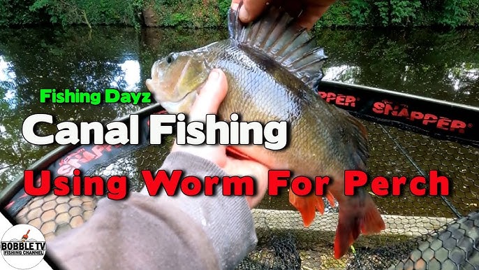 Fishing for yellow perch with earth worms 