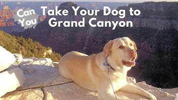 Can you take your dog to Grand Canyon?