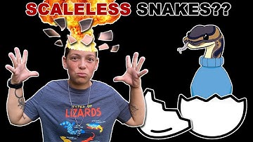 My First Scaleless Ball Python Egg Cutting! Did I Hit One?!