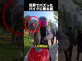 バイクに乗る猫がかっこよすぎる!本物のライダーみたい!