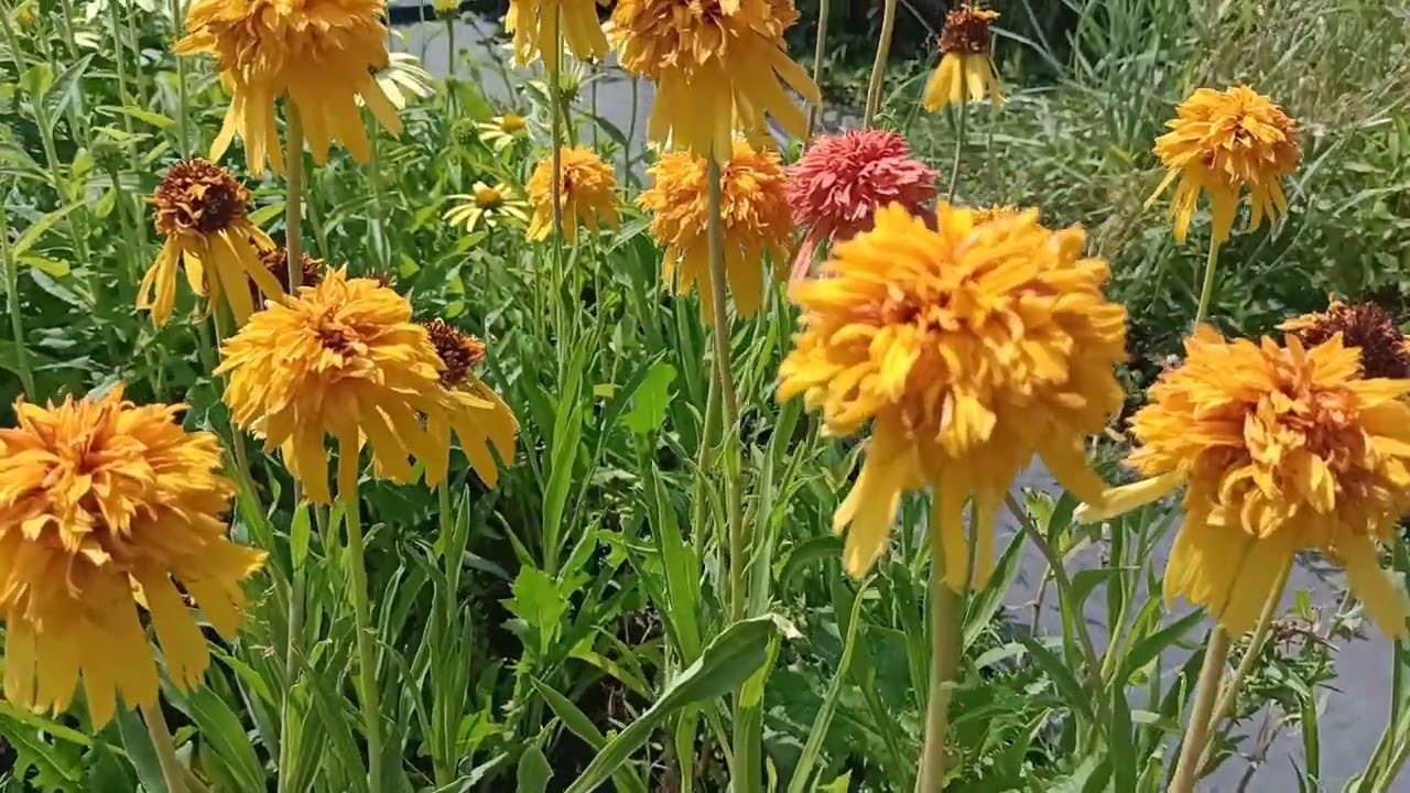 Самі ранні ехінацеї: Marmalade, Pineapple Sundae, Eccentric!