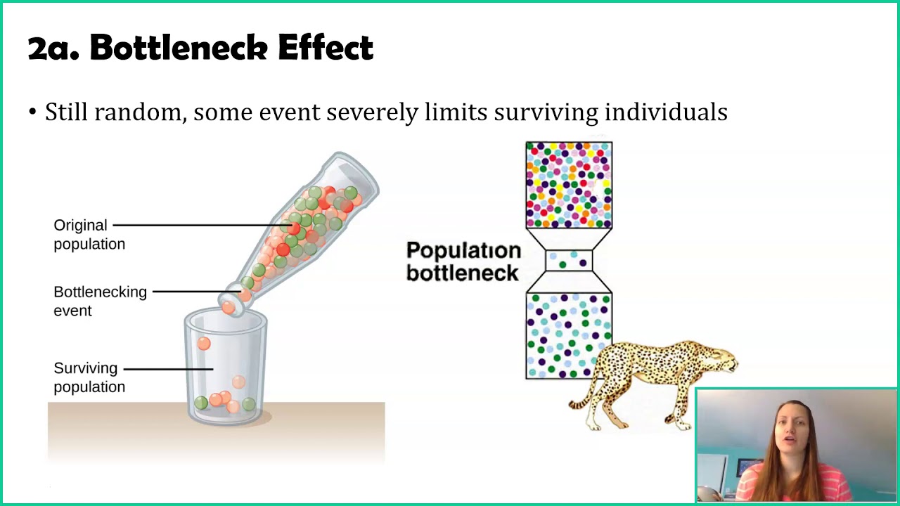 Does Non Random Mating Increase Genetic Variation?