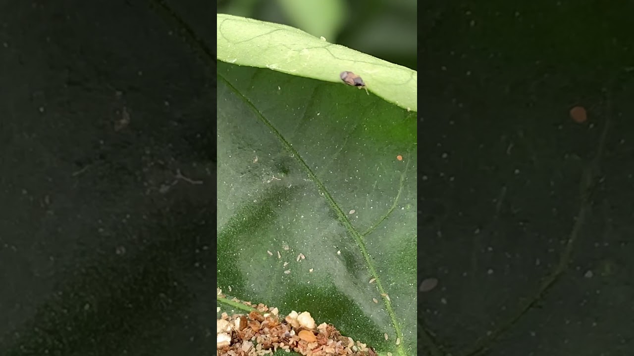 Suelta de Orius, refuerzos contra el Trips.