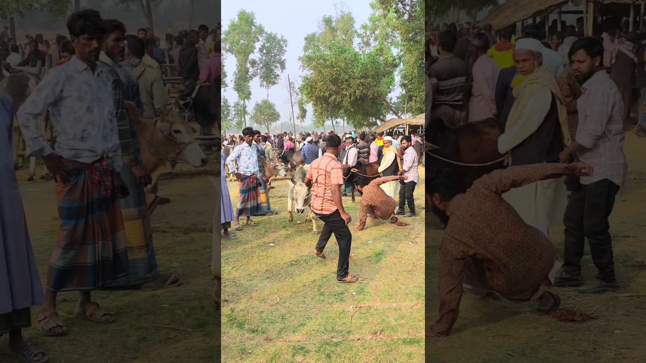 😭The dog fell down.🙆😜 