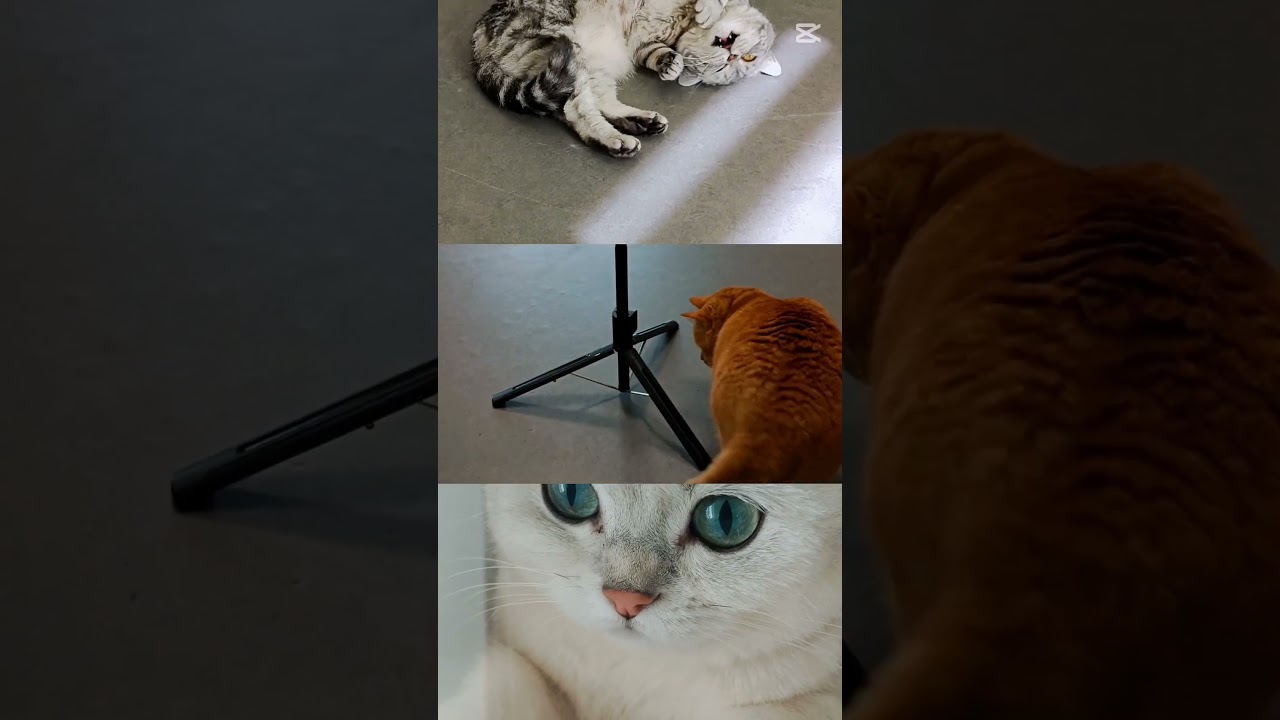 С любовью к каждому хвостику!💚🐈