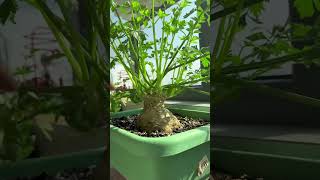 La Netizen Asked Me If Celery Root Tastes Good. I Picked Some And Fried I