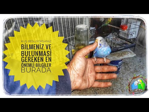 Kuş Besliyorsanız Bilmeniz ve Bulunmasi Gereken En Önemli Bilgiler Burada