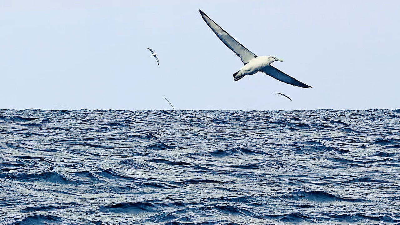 First time seeing an Albatross do this!