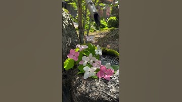 قران كريم #راحة_نفسية #quran #اكسبلور #reels #flowers