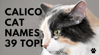 Calico Cat Names  TOP 39 Names For Brindle   Tricolor Cat | Names