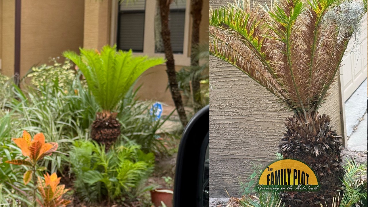 Why does my sego palm turn brown every year?