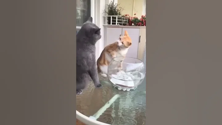 Video 11528701: clean funny cat, funny cats dogs, cute cat