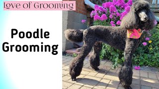 Trimming a Poodles Leg Bracelet
