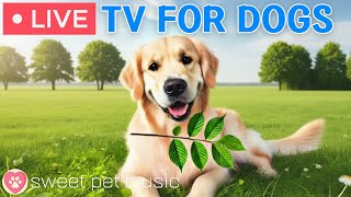 🔴24 Hours of Dog TV🎵🐶Calming Music for Dog Sleep🐾🩷Soothing Music to Ease a Dog&#39;s Anxiety and Stress
