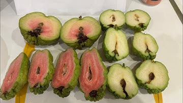 51) Ăn thử ổi Thái ruby không hạt, Đài loan ruby, và ổi nữ hoàng 