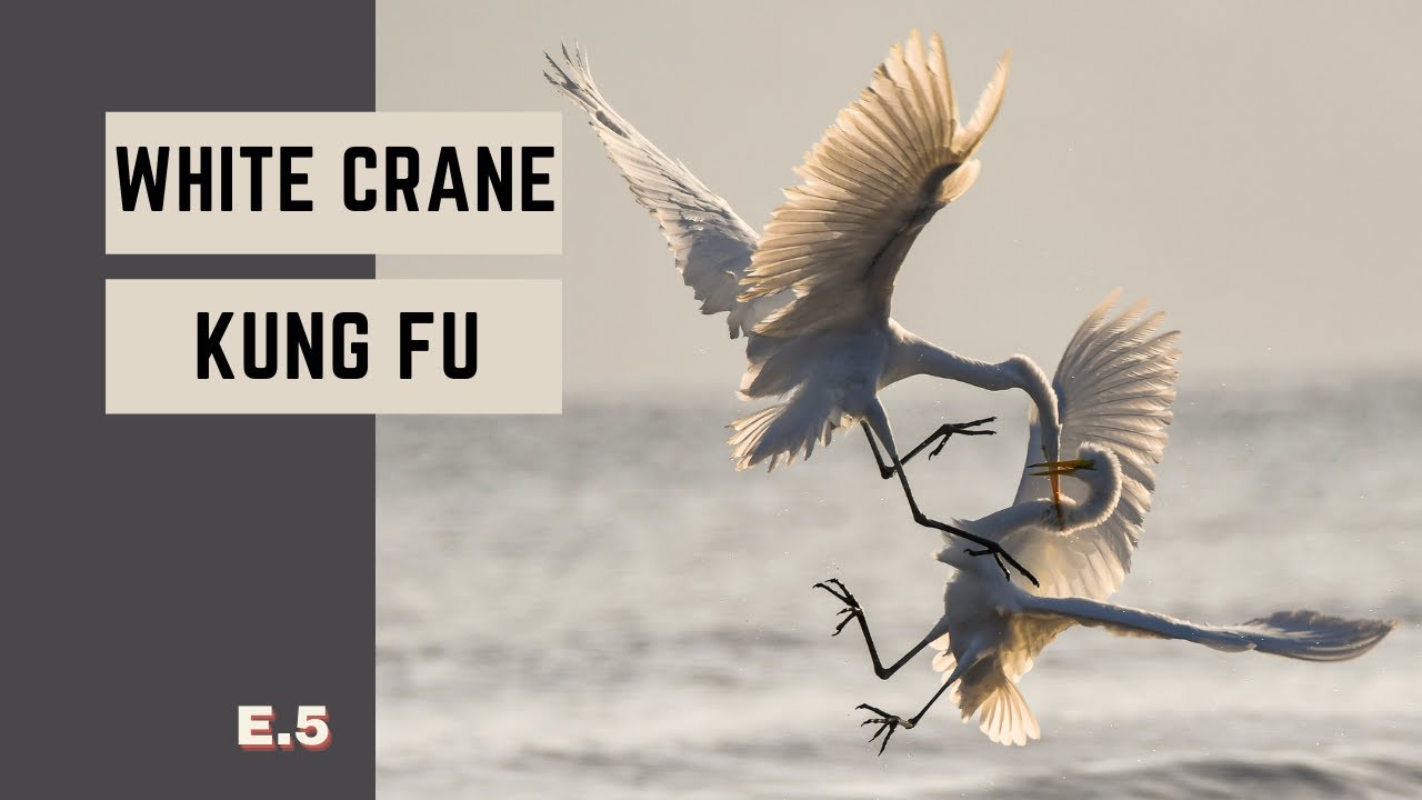 White Crane Style Kung Fu |  Ep. 5  |  Four Basic Stances