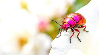 Tiny Marvels of Nature Wildlife | Peaceful Small Animals in the Wild 🌿🐾
