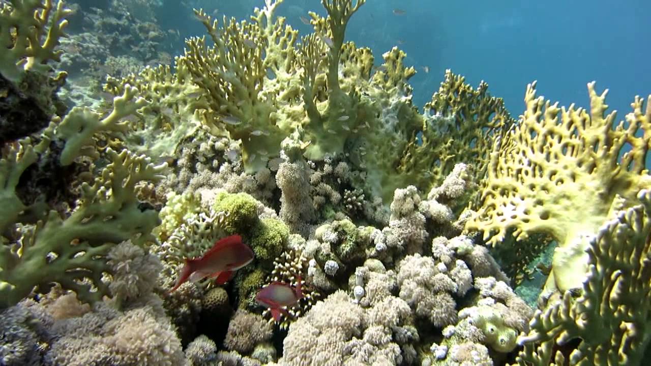 Отели шарма с коралловым рифом. Аквамарин Шарм-Эль-Шейх Египет риф. Аквамарин Бич Шарм Эль Шейх. Domina Coral Bay кораллы. Domina Coral Bay Шарм-Эль-Шейх.