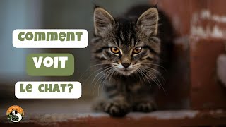 Comment les chats perçoivent-ils le monde?