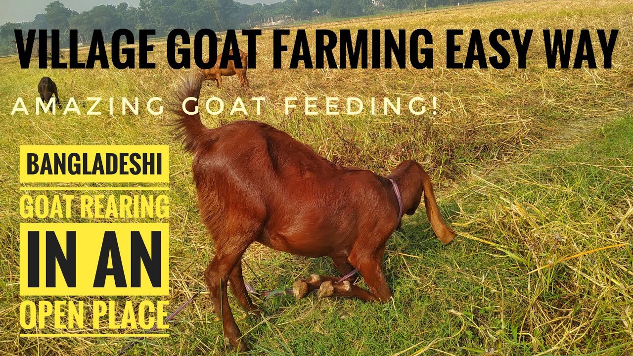 Bangladeshi Goat and Cow rearing in The Field - YouTube