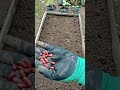 🛑 Don't Plant Seeds Without Watching This! The $0 Plastic Cup Hack 🥤🌱 #Shorts