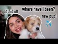 Meet Our First Puppy Vlog + Life Update! Traveling With a Puppy on an Airplane